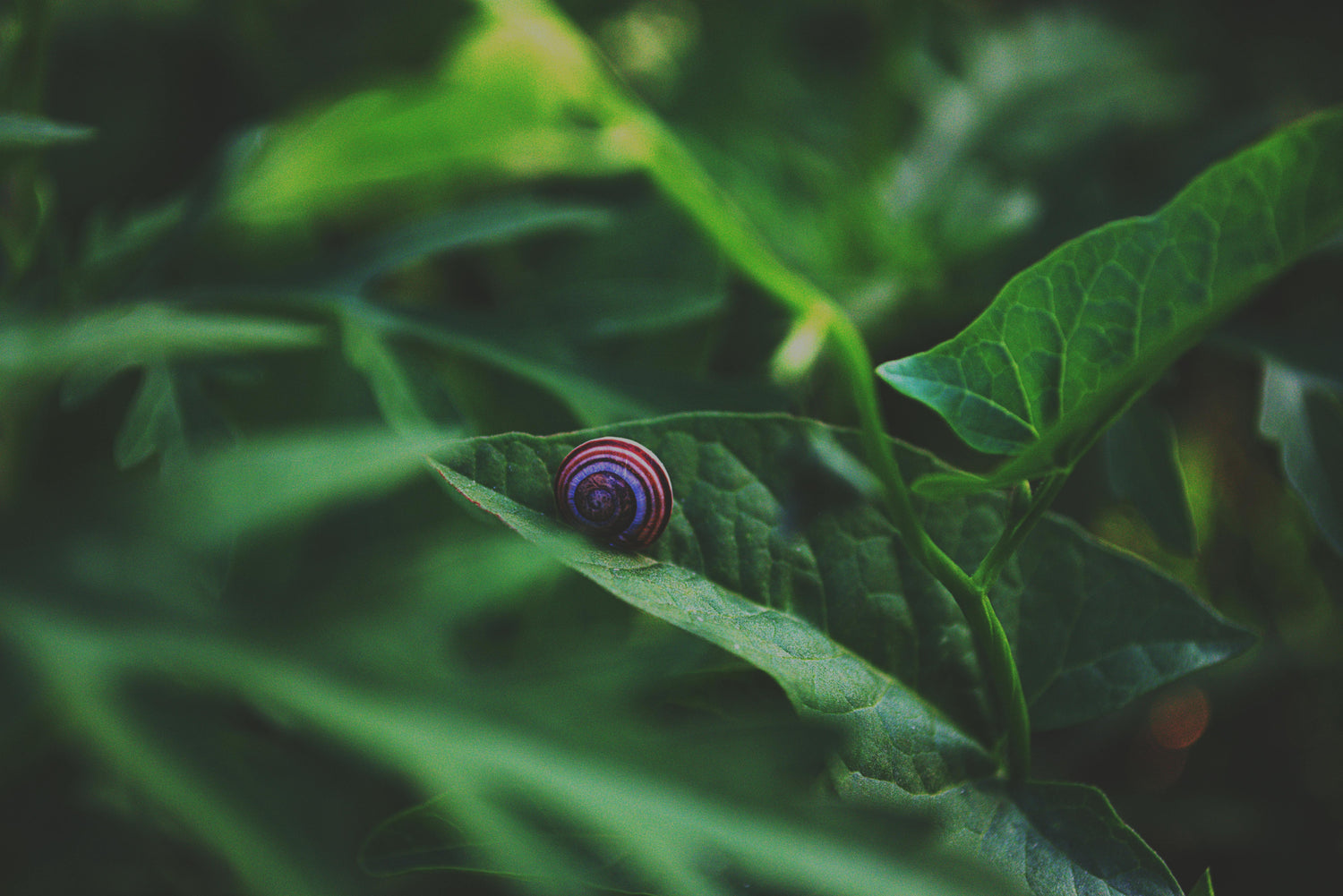 Slakken bestrijden met kopergaas – de beste milieuvriendelijke oplossing voor slakkenplaag en ongedierte bestrijding in de tuin.